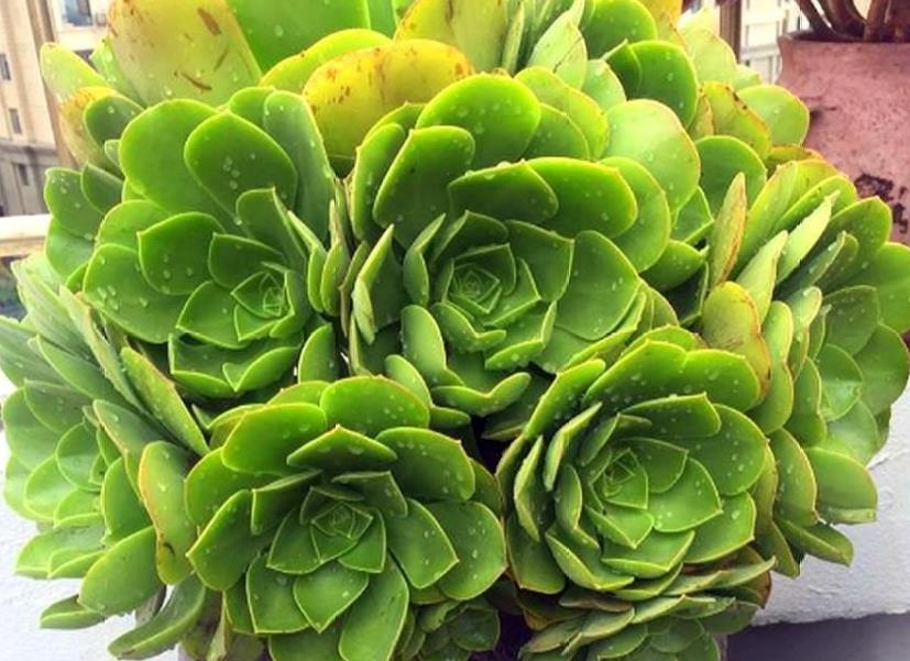 养殖多肉植物玉龙观音,该注意哪些?__财经头条