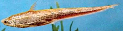 中国最好吃的7种鱼，全听说过就很牛，吃过2种的都是土豪休闲区蓝鸢梦想 - Www.slyday.coM