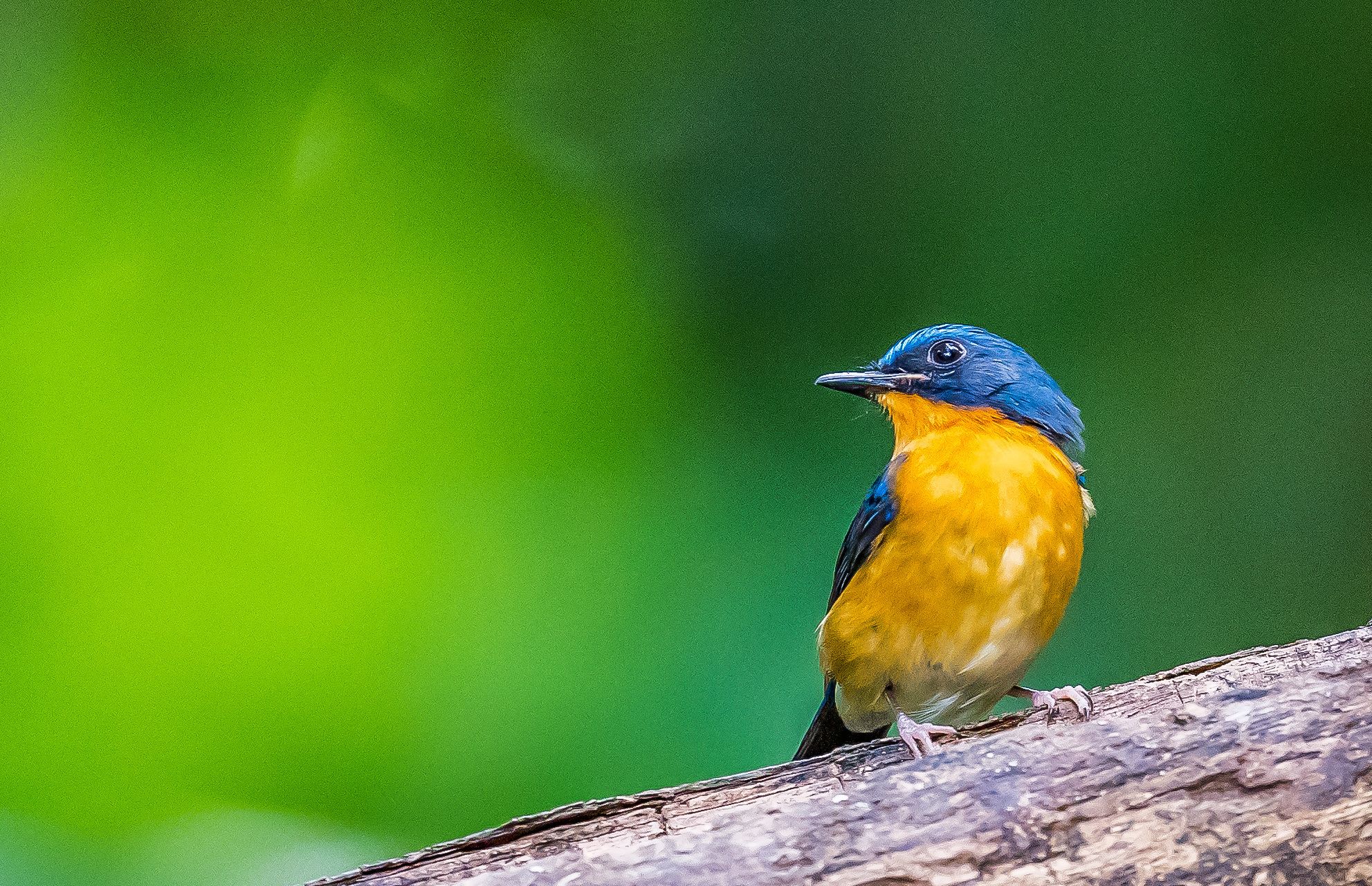 滇西自然生态摄影鸟类作品:棕腹林鸲为鹟科鸲属的鸟类