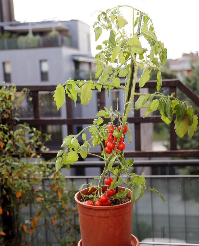 如何养好番茄?阳台上放几盆,掌握4点就能叶绿花旺