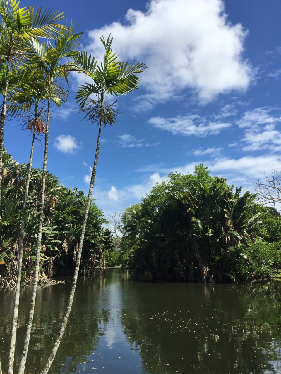 游览 非洲 毛里求斯 庞普勒斯植物园
