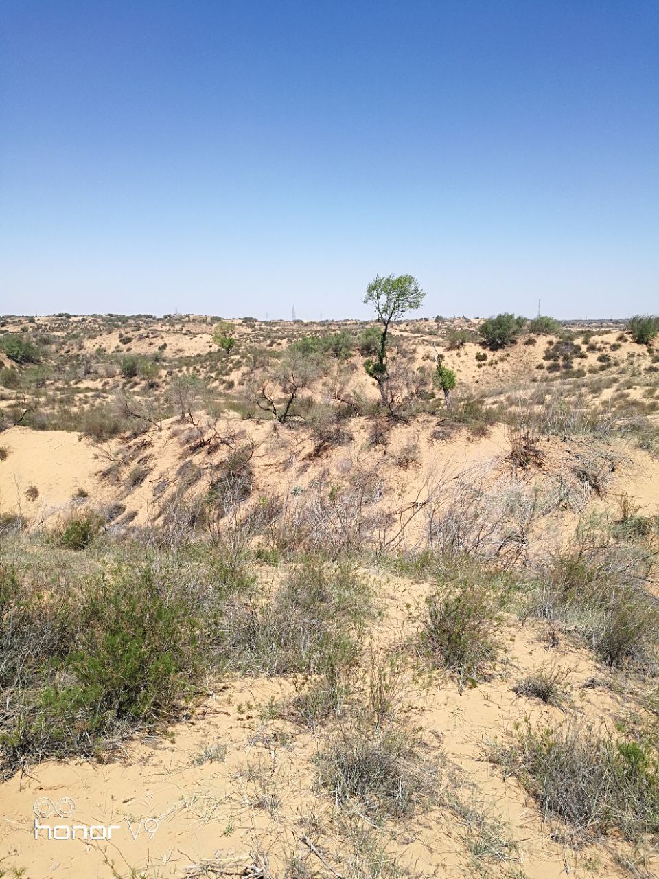 陕西省 榆林市 靖边县 毛乌素沙漠