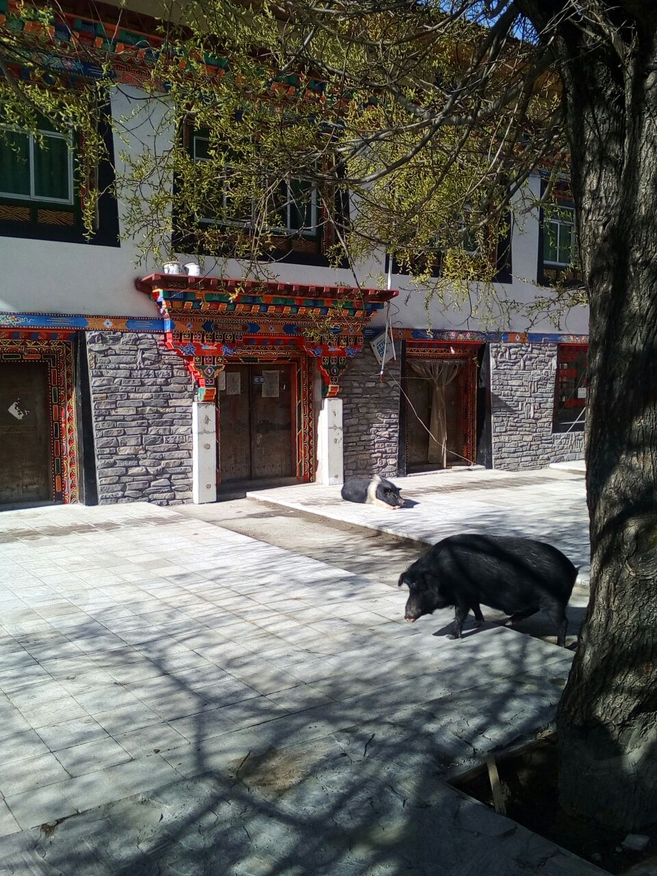 西藏自治区 林芝市 派镇__财经头条