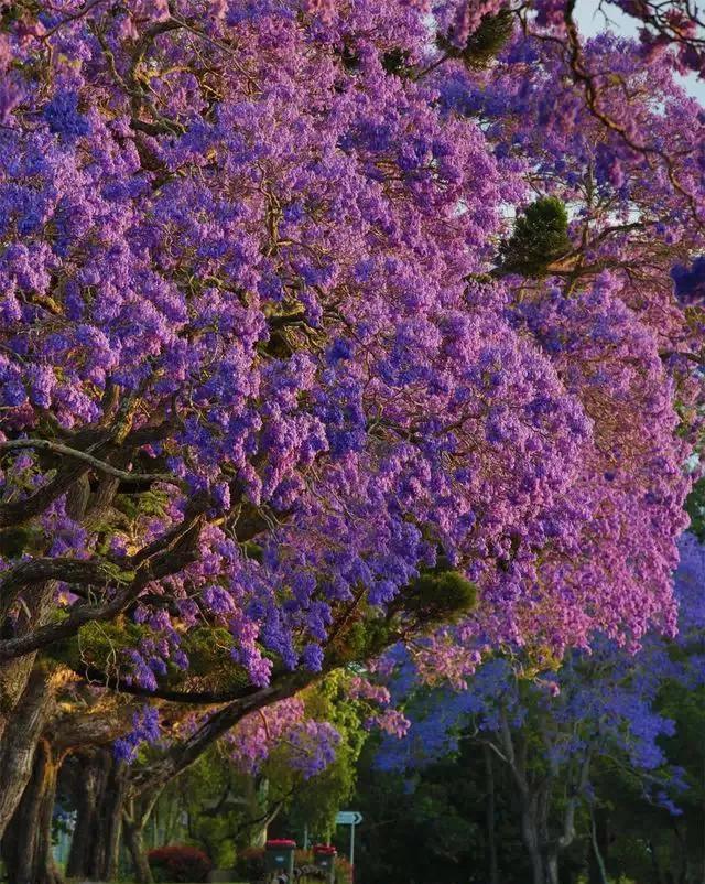 花色有白色,粉红色,蓝紫色,红色,以淡紫色最美.