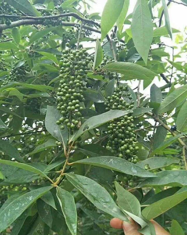 它分布广泛以各种俗称存在于山野之中,它是一种不可错过的风味|木姜子|山苍子|风味_新浪新闻