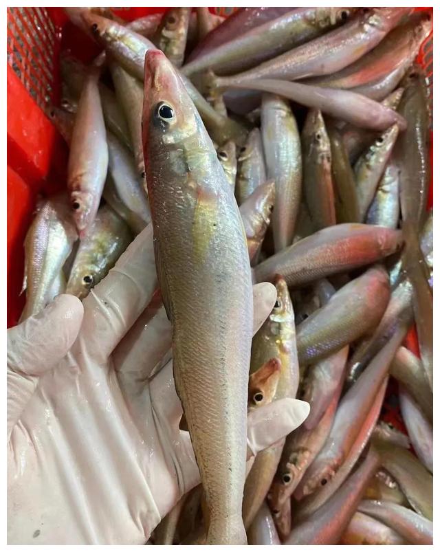 全球第一种海鱼灭绝：莫西干头光滑手鱼，留给人类还有...