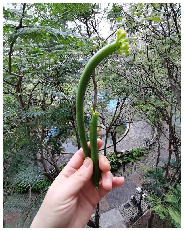 今天还种下两根膨珊瑚(又叫光棍树)的枝,听说这样扦插可以活,但是还没