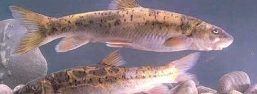 中国最好吃的7种鱼，全听说过就很牛，吃过2种的都是土豪休闲区蓝鸢梦想 - Www.slyday.coM