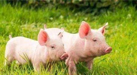 猪身上这两块肉最好不要吃,买猪肉时一定要擦亮眼,别上当了!休闲区蓝鸢梦想 - Www.slyday.coM 猪身上这两块肉最好不要吃,买猪肉时一定要擦亮眼,别上当了!休闲区蓝鸢梦想 - Www.slyday.coM