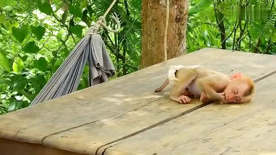 小猴子玩累了,咬着指头趴着睡