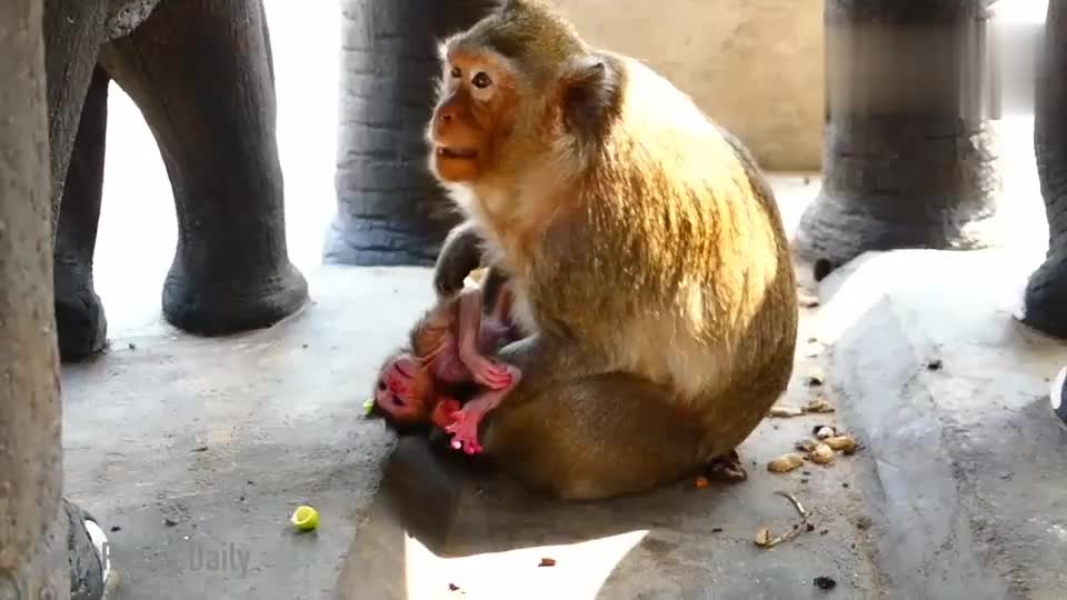 猴妈丢新生猴儿在地上，猴儿手舞足蹈