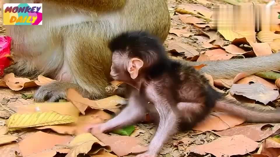 刚出生几天的小猴非常小，只比火龙果大一点