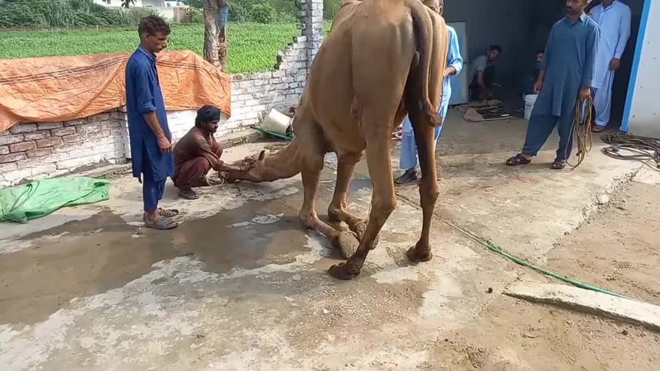 小哥屠宰大骆驼面对屠刀骆驼跪地求饶样子真是可怜