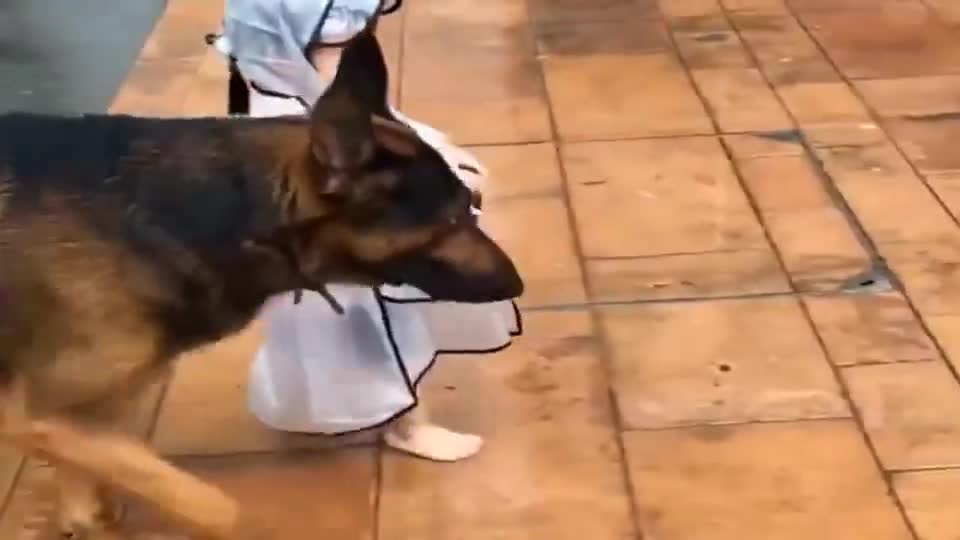 德牧 这可不能怪我 是她自己不小心摔倒的