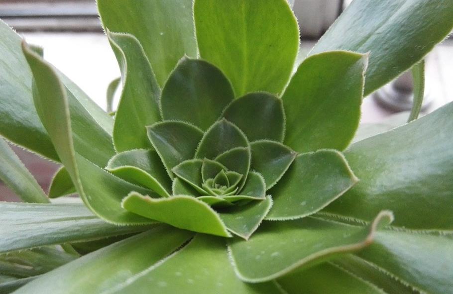 养殖多肉植物玉龙观音,该注意哪些?__财经头条