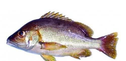 中国最好吃的7种鱼，全听说过就很牛，吃过2种的都是土豪休闲区蓝鸢梦想 - Www.slyday.coM