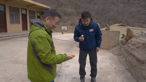 第一次给猕猴喂食记者胡鑫既兴奋 又紧张本来小心翼翼想要送给猴王