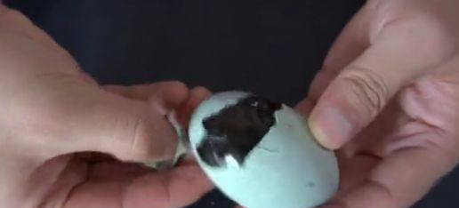 无铅“松花皮蛋”是如何秘制的?配方和做法教你,烧粥凉拌都不错休闲区蓝鸢梦想 - Www.slyday.coM 无铅“松花皮蛋”是如何秘制的?配方和做法教你,烧粥凉拌都不错休闲区蓝鸢梦想 - Www.slyday.coM