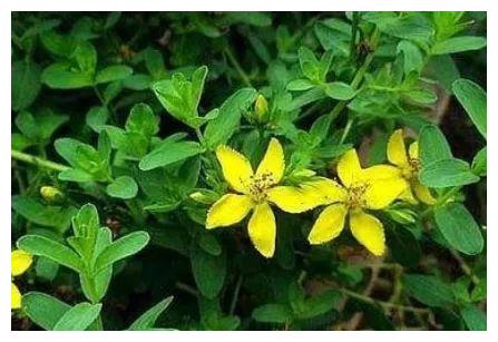 农村被称为"七寸金"的野草,曾经随处可见却被忽视,可治疗肝炎