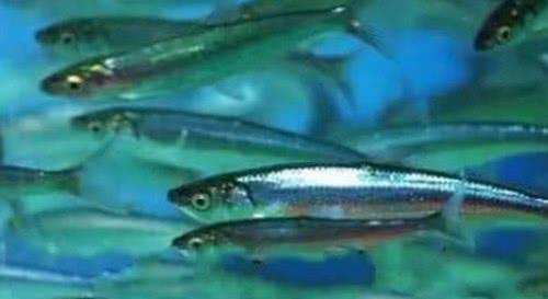 中国最好吃的7种鱼，全听说过就很牛，吃过2种的都是土豪休闲区蓝鸢梦想 - Www.slyday.coM