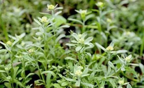 客家传统小吃黄花梦 