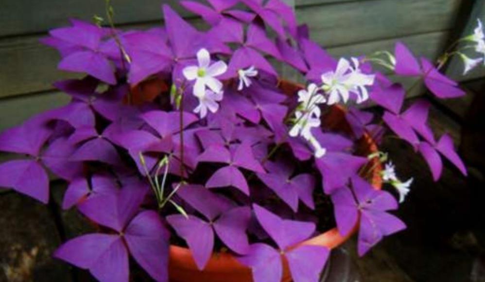 秋天养盆紫叶酢浆草叶色鲜艳似蝴蝶随风起舞好美丽