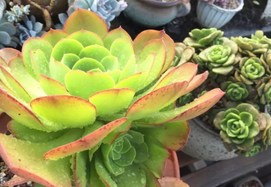 养殖多肉植物玉龙观音,该注意哪些?__财经头条