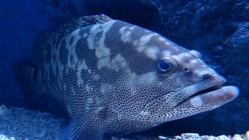 中国最好吃的7种鱼，全听说过就很牛，吃过2种的都是土豪休闲区蓝鸢梦想 - Www.slyday.coM