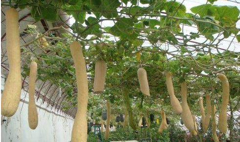 农村里有一种神奇的瓜,可以吃多少砍多少,剩下的一半还会接着长休闲区蓝鸢梦想 - Www.slyday.coM 农村里有一种神奇的瓜,可以吃多少砍多少,剩下的一半还会接着长休闲区蓝鸢梦想 - Www.slyday.coM