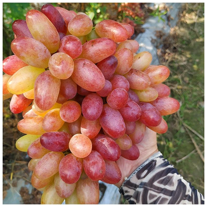 吃葡萄对眼睛好吗 葡萄的养生功效大盘点