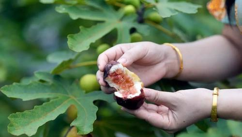 网上差评最多的水果?竟然是它?你有被它“坑过”吗?休闲区蓝鸢梦想 - Www.slyday.coM 网上差评最多的水果?竟然是它?你有被它“坑过”吗?休闲区蓝鸢梦想 - Www.slyday.coM
