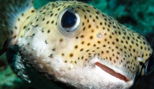 中国最好吃的7种鱼，全听说过就很牛，吃过2种的都是土豪休闲区蓝鸢梦想 - Www.slyday.coM