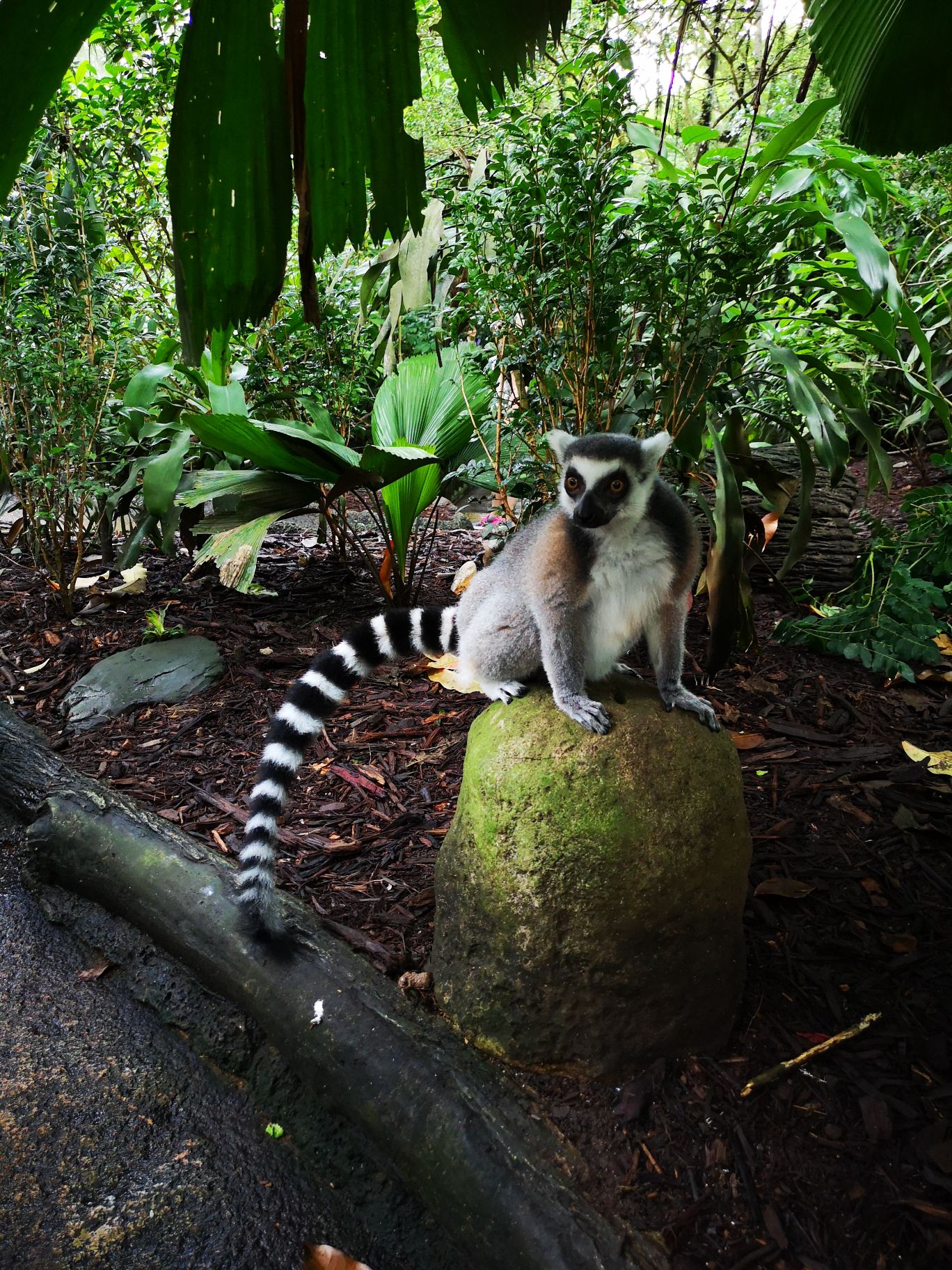 游览 东南亚 新加坡 新加坡动物园
