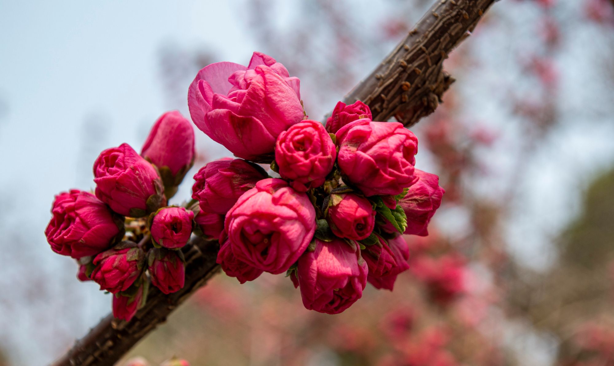春光明媚,花团锦簇重瓣榆叶梅,让人赏心悦目