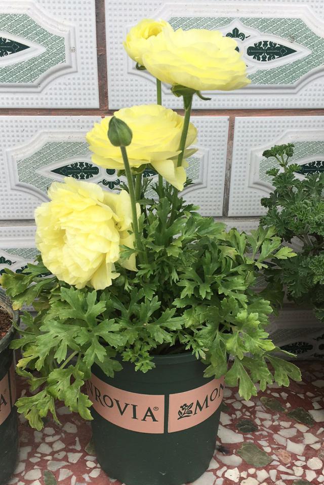 养花毛茛 掌握5点 花开漂亮花期还长 花毛茛 花期 长日照 新浪新闻 养花毛茛 掌握5点 花开漂亮花期还长 花毛茛 花期 长日照 新浪新闻
