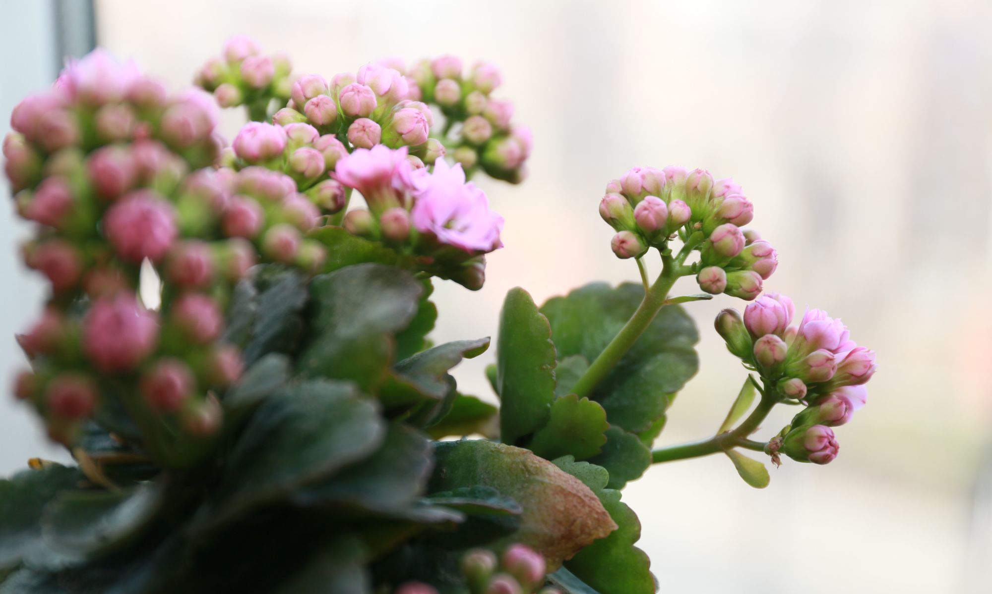 迎春绽放的长寿花