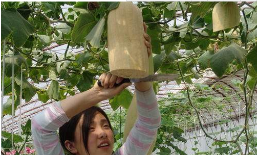 农村里有一种神奇的瓜,可以吃多少砍多少,剩下的一半还会接着长休闲区蓝鸢梦想 - Www.slyday.coM 农村里有一种神奇的瓜,可以吃多少砍多少,剩下的一半还会接着长休闲区蓝鸢梦想 - Www.slyday.coM