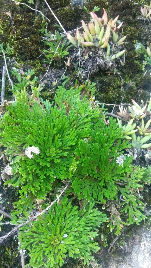 卷柏- 植物百科