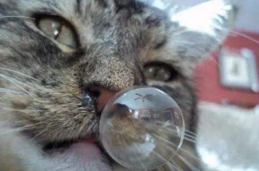 小哥用10斤牛蛙做"豪华大餐"1小时候一脸懵逼:笑出了鼻涕泡!