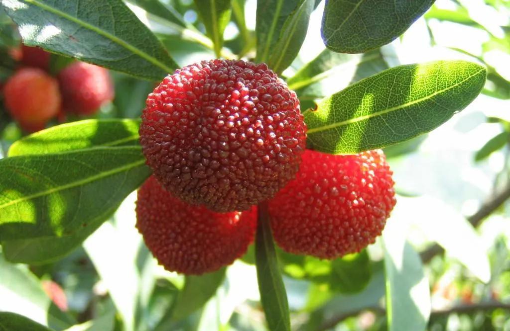 夏天广西必吃的特色水果小吃酸酸甜甜你吃过吗