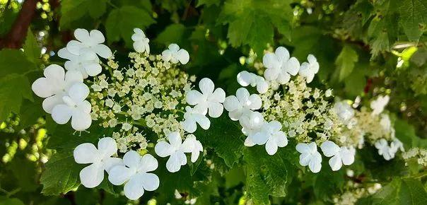 这果子曾从美国进口，价格昂贵，现如今在我国堆积如山，还卖不掉休闲区蓝鸢梦想 - Www.slyday.coM