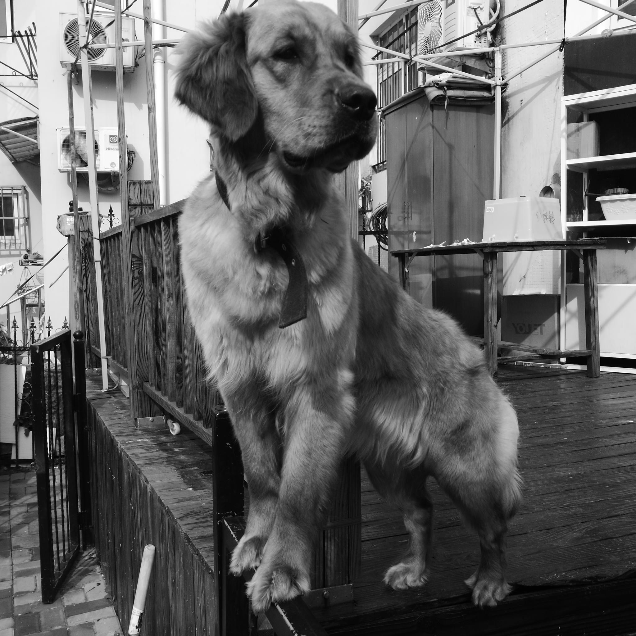 手机黑白图集 金毛犬