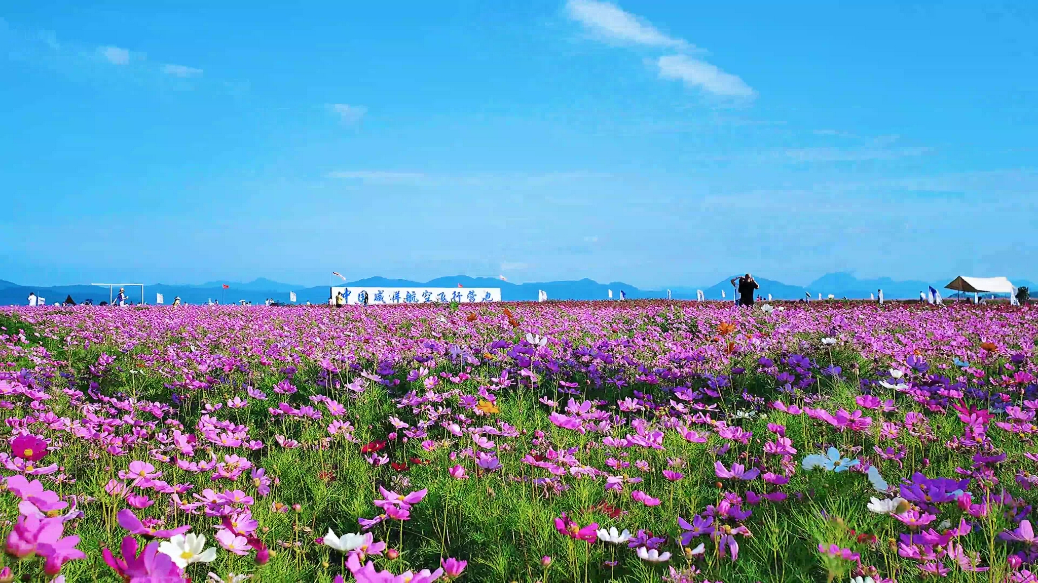 宁波咸祥百亩格桑花花海