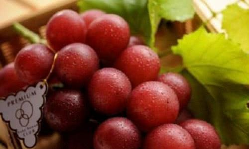 这4种水果都比车厘子贵，图1一盘要31万，吃过的土豪请和我做朋友休闲区蓝鸢梦想 - Www.slyday.coM