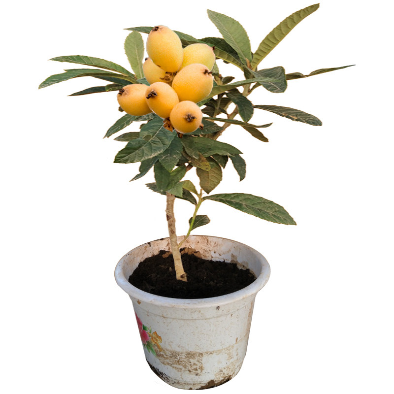 2种果树好看又好养,在家里养几盆不比养花差,还有水果吃