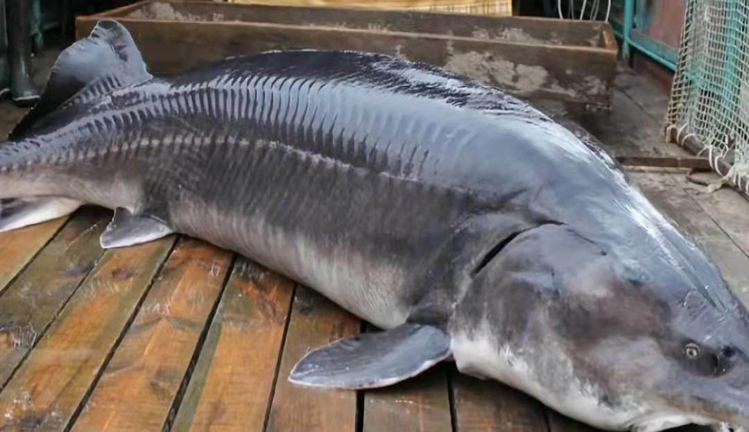 一条鲟鱼的自白我竟是越老越吃香