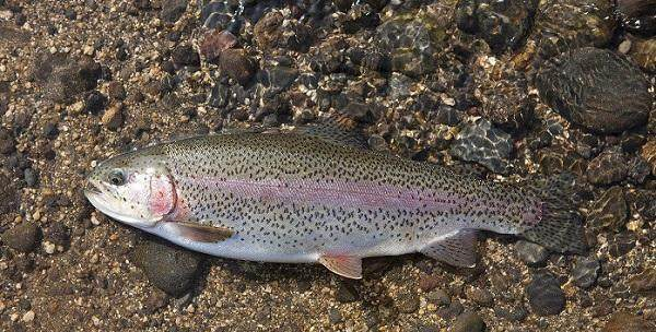 假三文鱼 中国渔业协会为 国产三文鱼 正名 可以放心大胆地吃