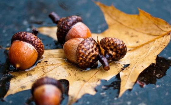 农村人用这种果子喂猪，出口到<a href=