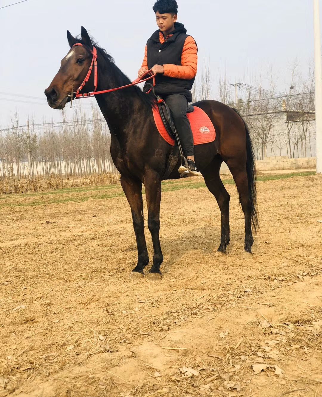 ks纯血马图片介绍