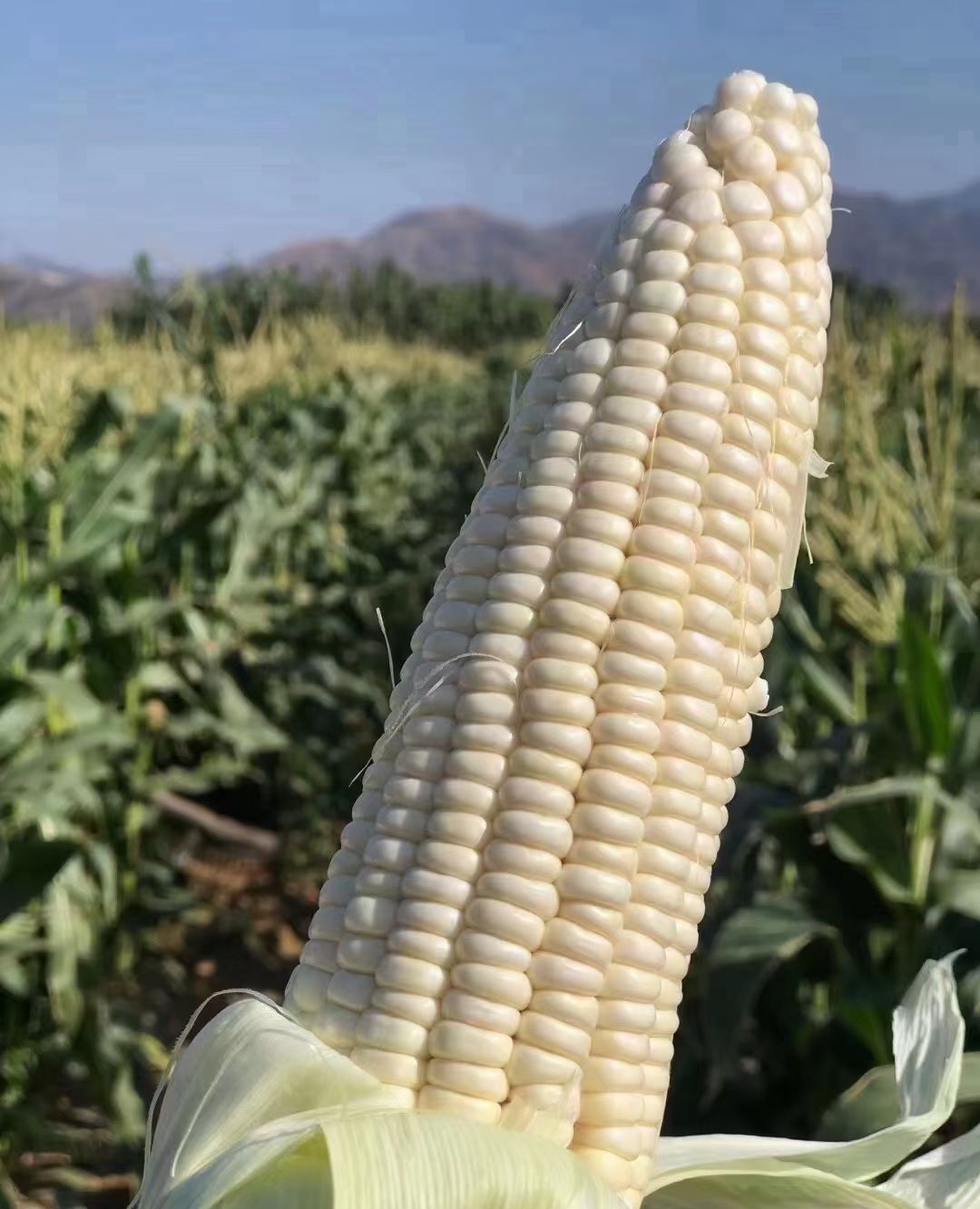 高山生长的白玉米__财经头条